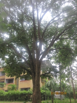 jamun tree